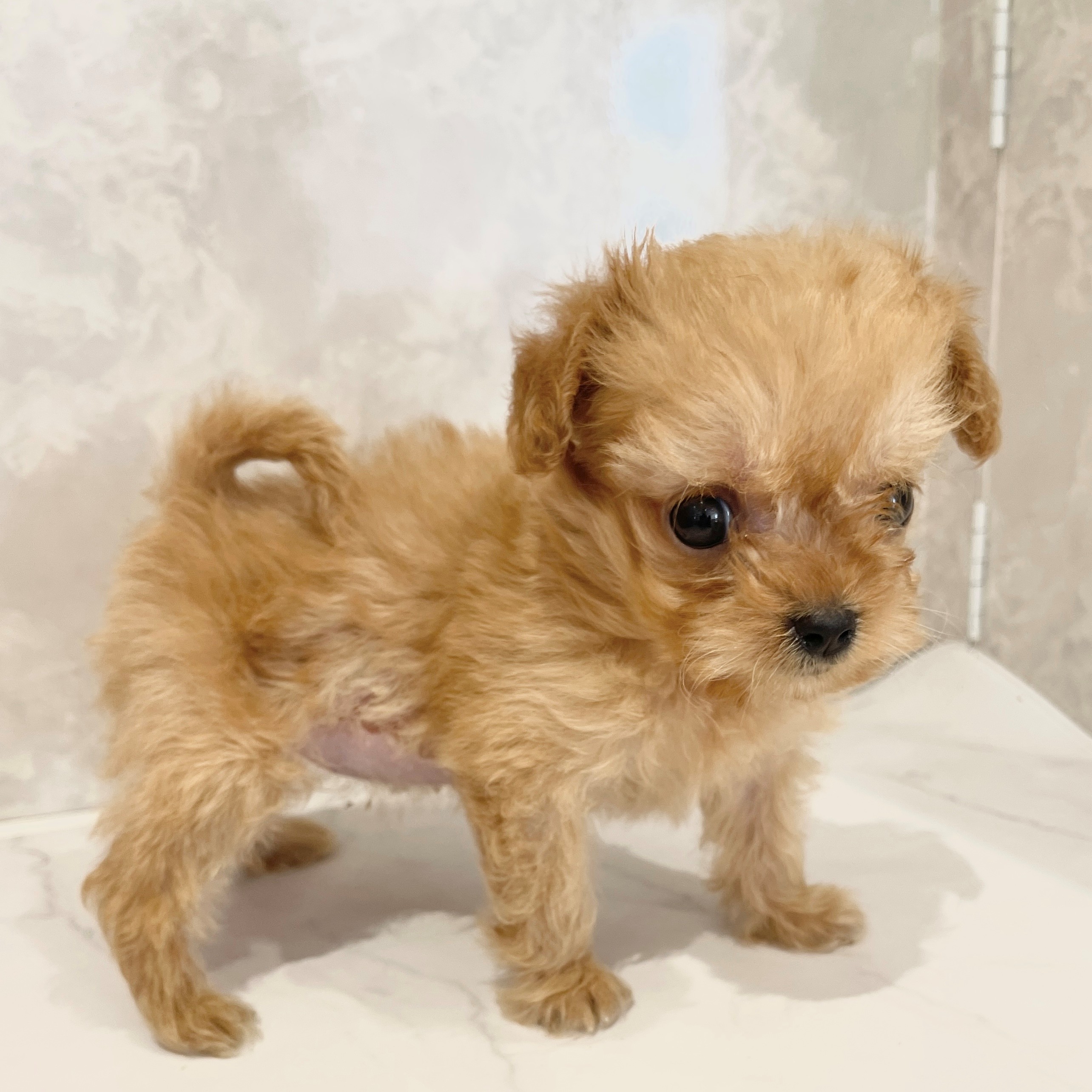 福岡県のチワプー/プーチー(チワワ×プードル) (犬の家＆猫の里くりえいと宗像店/2026年2月1日生まれ/女の子/アプリコット)の子犬の3枚目の画像