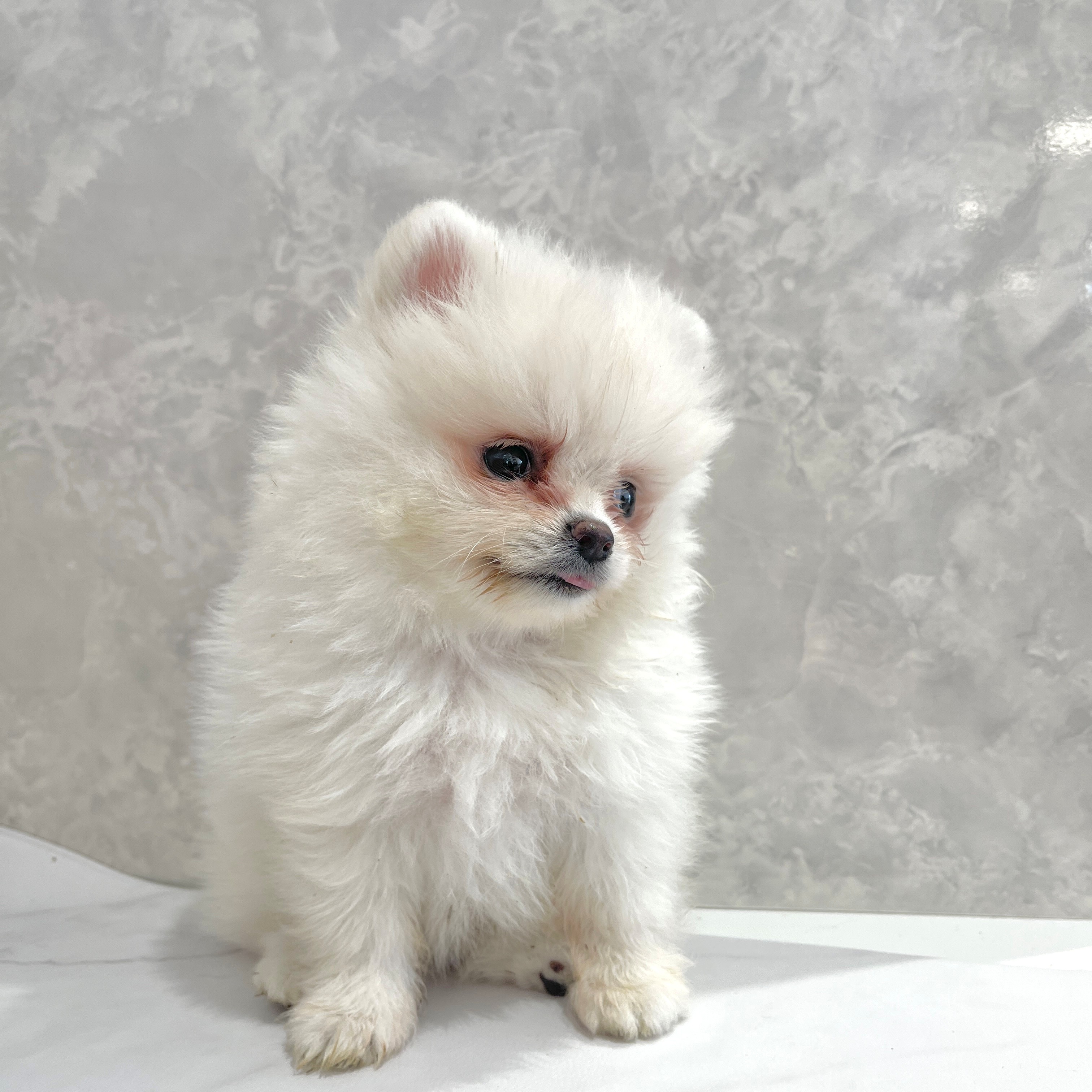 福岡県のポメラニアン (犬の家＆猫の里くりえいと宗像店/2026年1月27日生まれ/女の子/ホワイト)の子犬の3枚目の画像