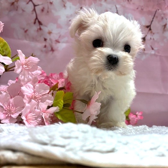 福岡県のマルチーズ (犬の家＆猫の里トリアス久山店/2026年2月2日生まれ/女の子/ホワイト)の子犬の3枚目の画像