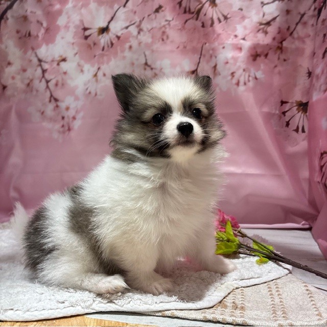 福岡県のポメチワ/チワポメ/ポメチー(ポメラニアン×チワワ) (犬の家＆猫の里トリアス久山店/2026年2月3日生まれ/男の子/パーティーカラー)の子犬の3枚目の画像