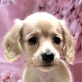 福岡県のカニンヘンダックスフンド(ロング) (犬の家＆猫の里トリアス久山店/2026年2月3日生まれ/女の子/イエロー)の子犬