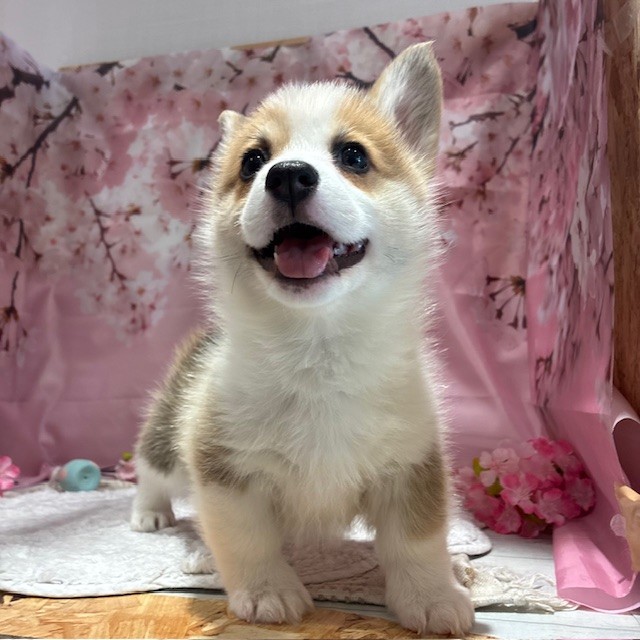 福岡県のウェルシュコーギーペンブローク (犬の家＆猫の里トリアス久山店/2026年2月2日生まれ/女の子/レッドホワイト)の子犬の3枚目の画像