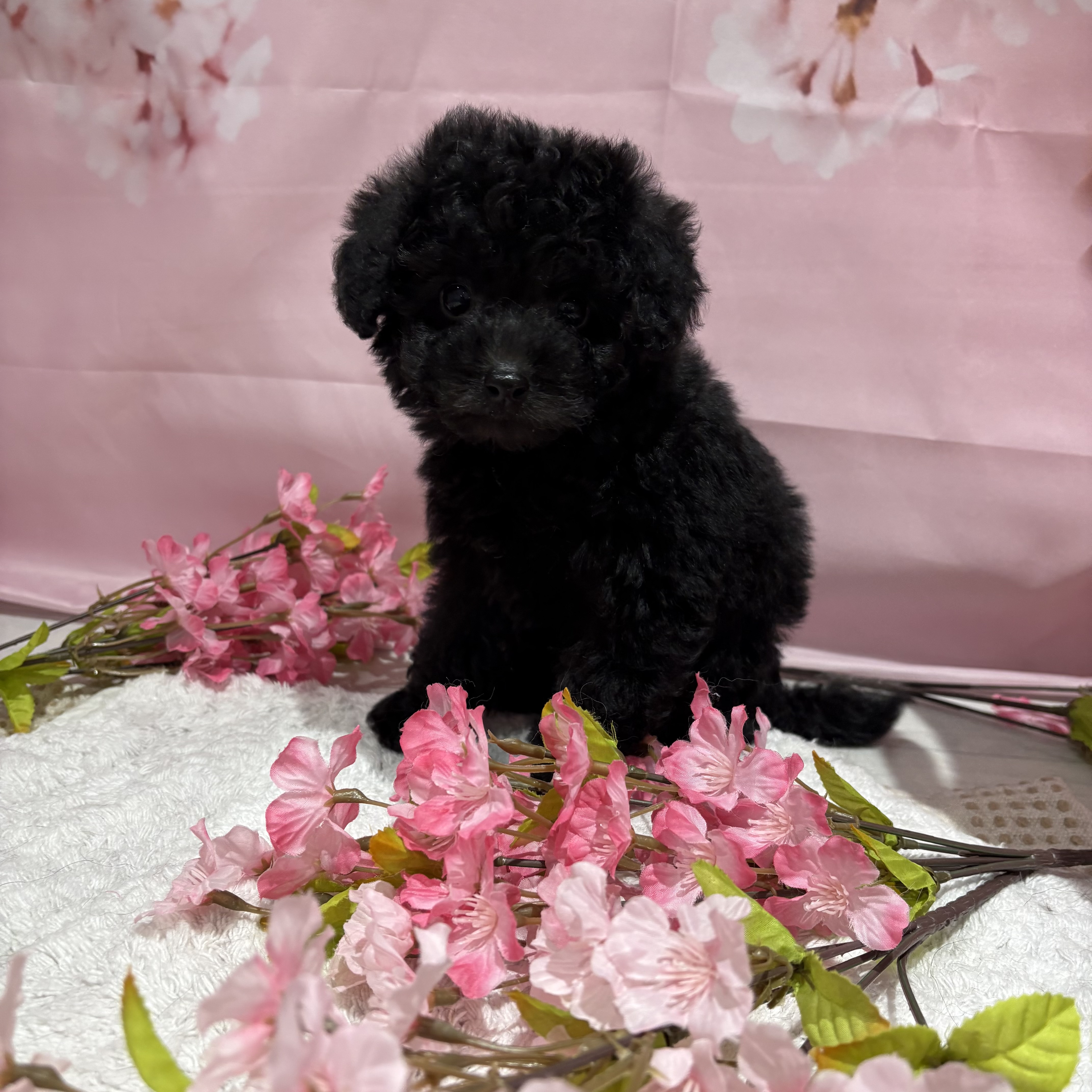 福岡県のトイプードル(トイ) (犬の家＆猫の里トリアス久山店/2026年2月2日生まれ/男の子/ブラック)の子犬の3枚目の画像