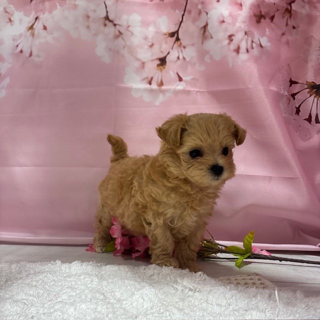 福岡県のマルプー(マルチーズ×プードル) (犬の家＆猫の里トリアス久山店/2026年2月1日生まれ/女の子/クリーム)の子犬の3枚目の画像