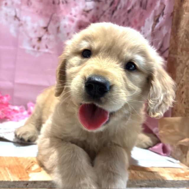 福岡県のゴールデンレトリバー (犬の家＆猫の里トリアス久山店/2026年1月30日生まれ/女の子/ゴールデン)の子犬の3枚目の画像