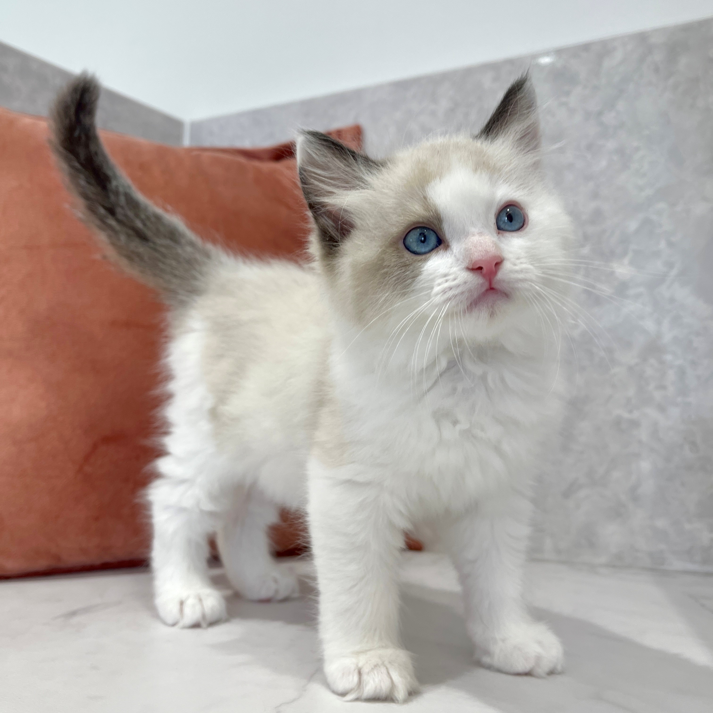 福岡県のラグドール (犬の家＆猫の里くりえいと宗像店/2026年2月1日生まれ/男の子/シールポイントバイカラー)の子猫の3枚目の画像