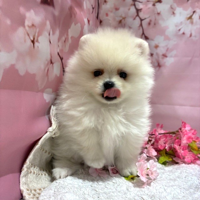 福岡県のポメラニアン (犬の家＆猫の里トリアス久山店/2026年2月1日生まれ/女の子/ホワイト)の子犬の3枚目の画像