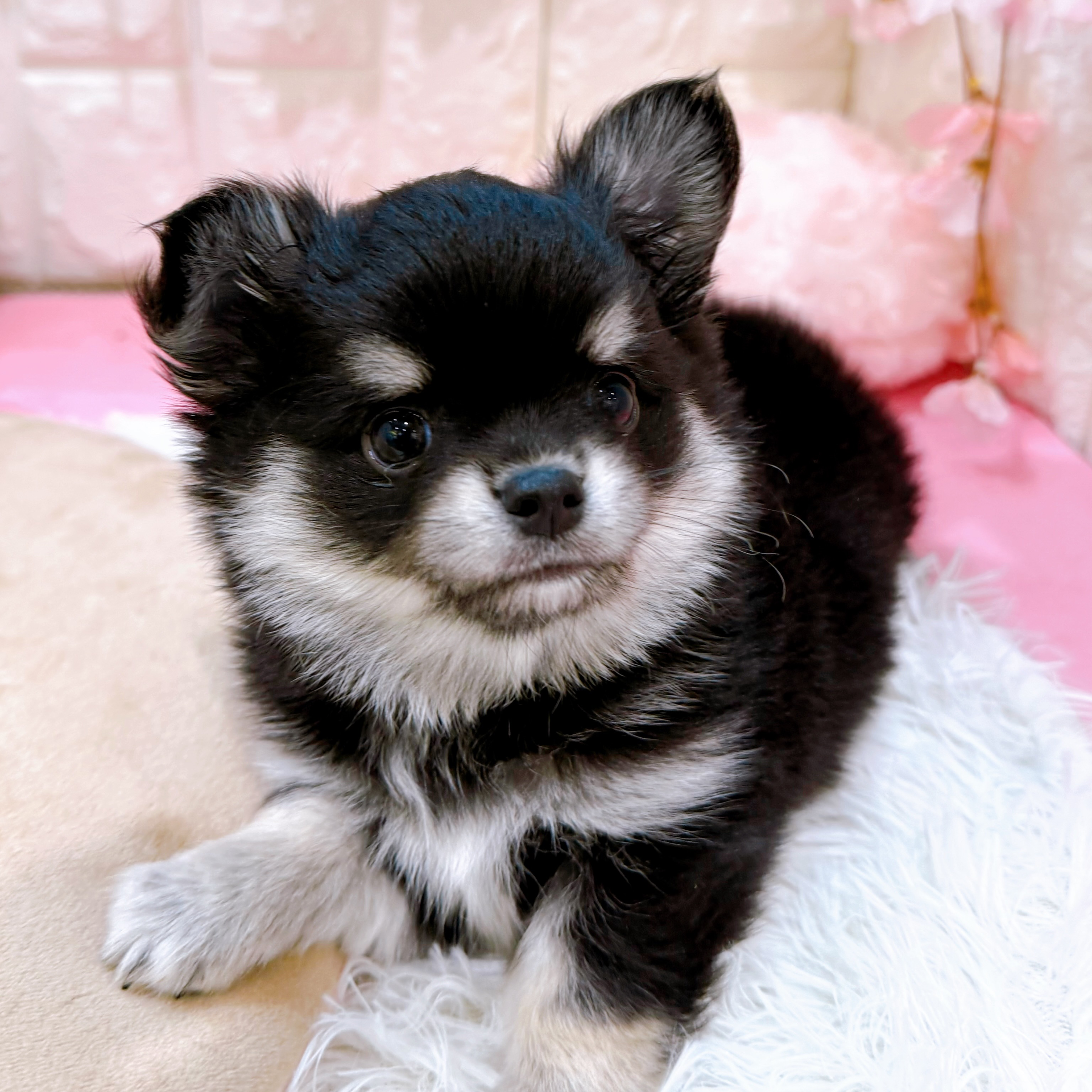 岡山県のチワワ(ロング) (犬の家＆猫の里倉敷店/2026年2月2日生まれ/男の子/ブラッククリーム)の子犬の3枚目の画像