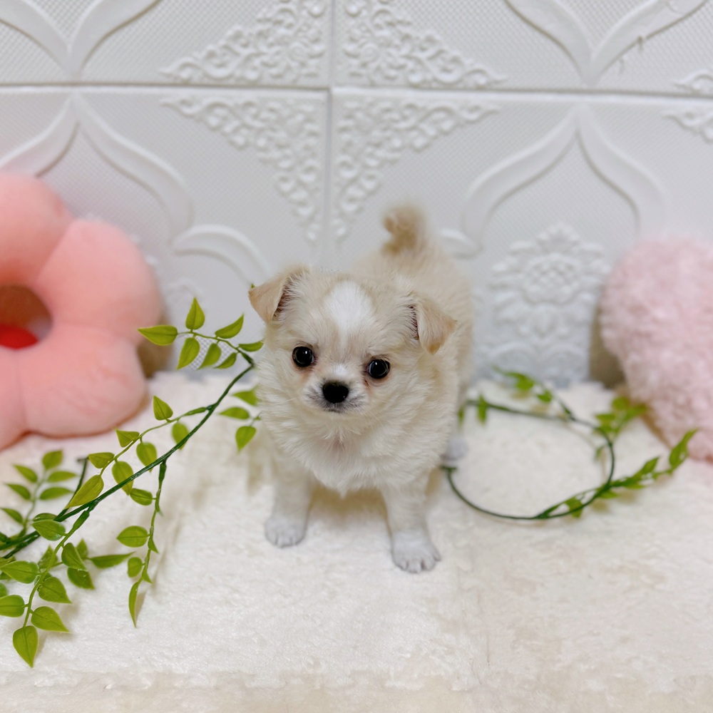 愛知県のチワワ(ロング) (犬の家＆猫の里岡崎店/2026年2月2日生まれ/女の子/ホワイトクリーム)の子犬の3枚目の画像