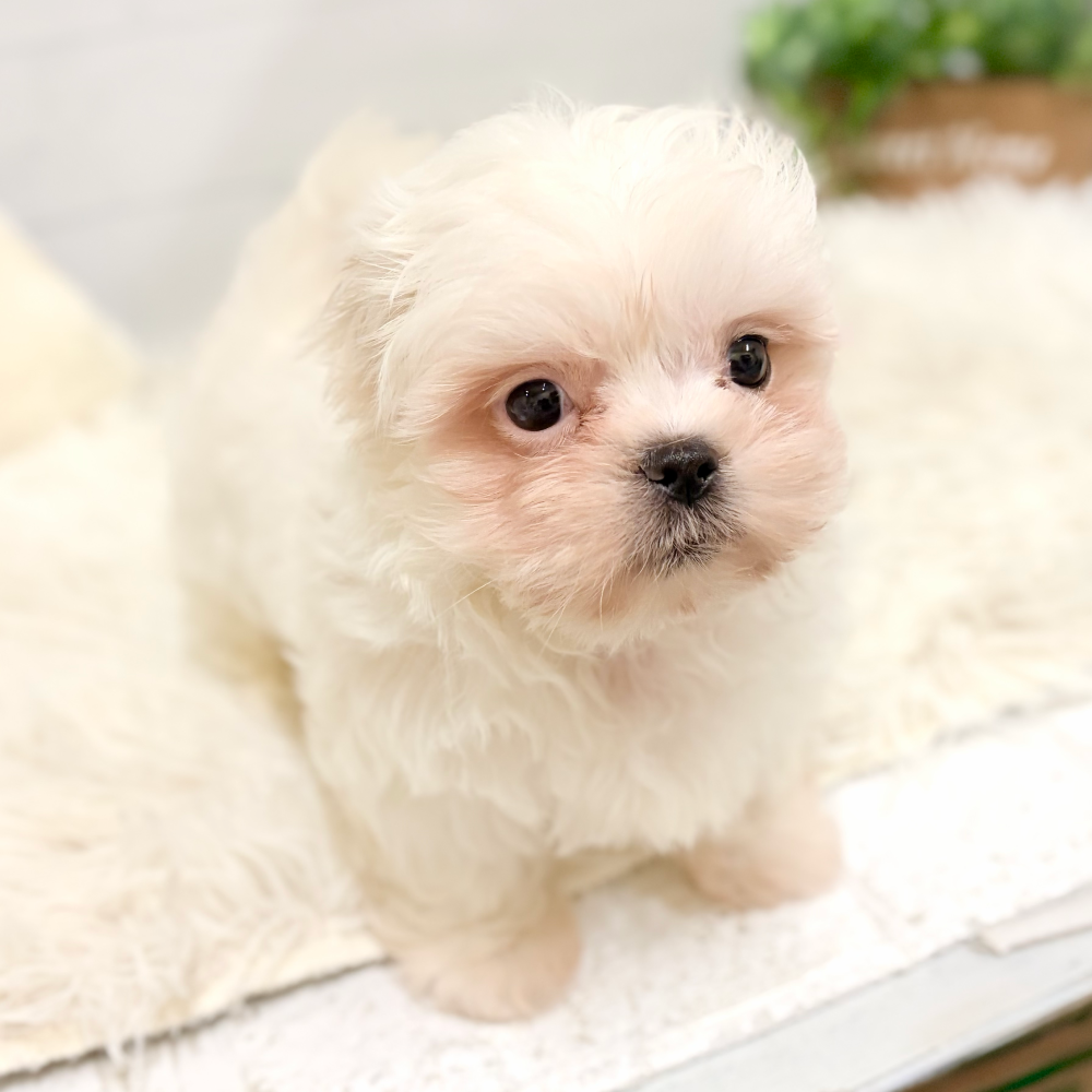 愛知県のペキマル/マルペキ(ペキニーズ×マルチーズ) (犬の家＆猫の里豊田店/2026年1月27日生まれ/男の子/ホワイト)の子犬の3枚目の画像