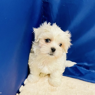 愛知県のペキマル/マルペキ(ペキニーズ×マルチーズ) (犬の家＆猫の里一宮店/2026年1月27日生まれ/男の子/ホワイト)の子犬の3枚目の画像