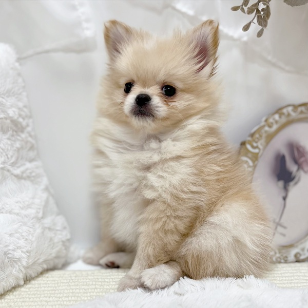 岐阜県のポメチワ/チワポメ/ポメチー(ポメラニアン×チワワ) (犬の家＆猫の里カラフルタウン岐阜店/2026年1月28日生まれ/女の子/クリーム)の子犬の3枚目の画像