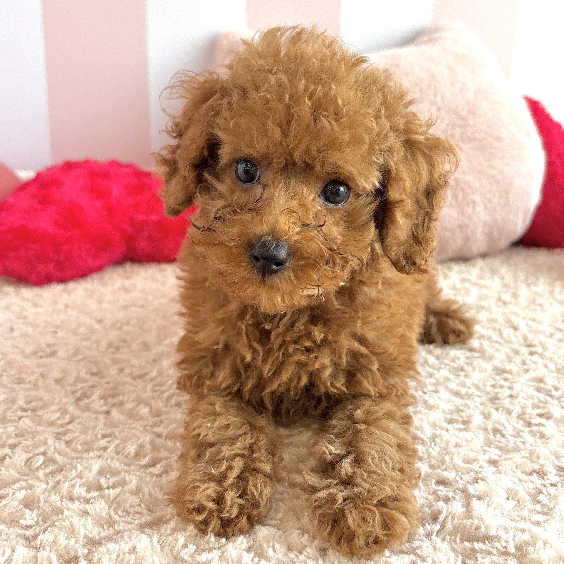 岡山県のトイプードル(トイ) (犬の家＆猫の里倉敷中庄店/2026年2月2日生まれ/男の子/レッドフォーン)の子犬の3枚目の画像