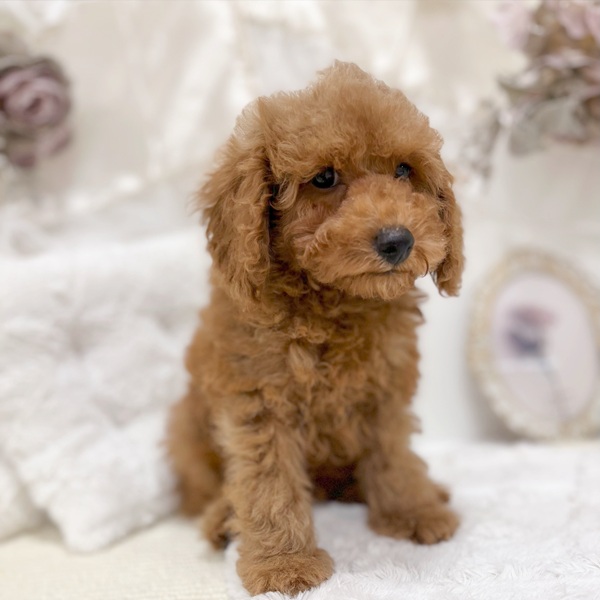 岐阜県のトイプードル(トイ) (犬の家＆猫の里カラフルタウン岐阜店/2026年2月2日生まれ/男の子/レッドフォーン)の子犬の3枚目の画像