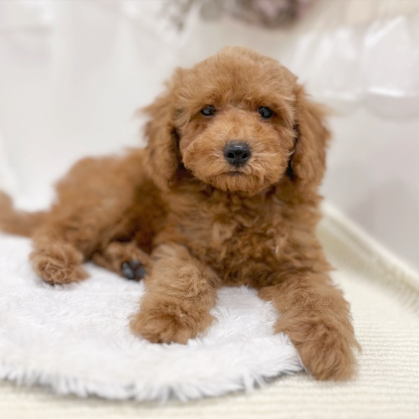 岐阜県のトイプードル(トイ) (犬の家＆猫の里カラフルタウン岐阜店/2026年2月2日生まれ/男の子/レッドフォーン)の子犬の3枚目の画像