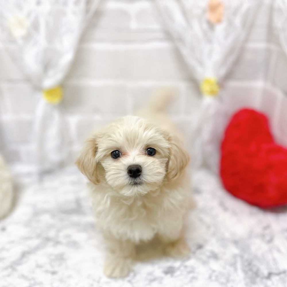 京都府のマルプー(マルチーズ×プードル) (犬の家＆猫の里京都精華店/2026年2月4日生まれ/男の子/クリームホワイト)の子犬の3枚目の画像