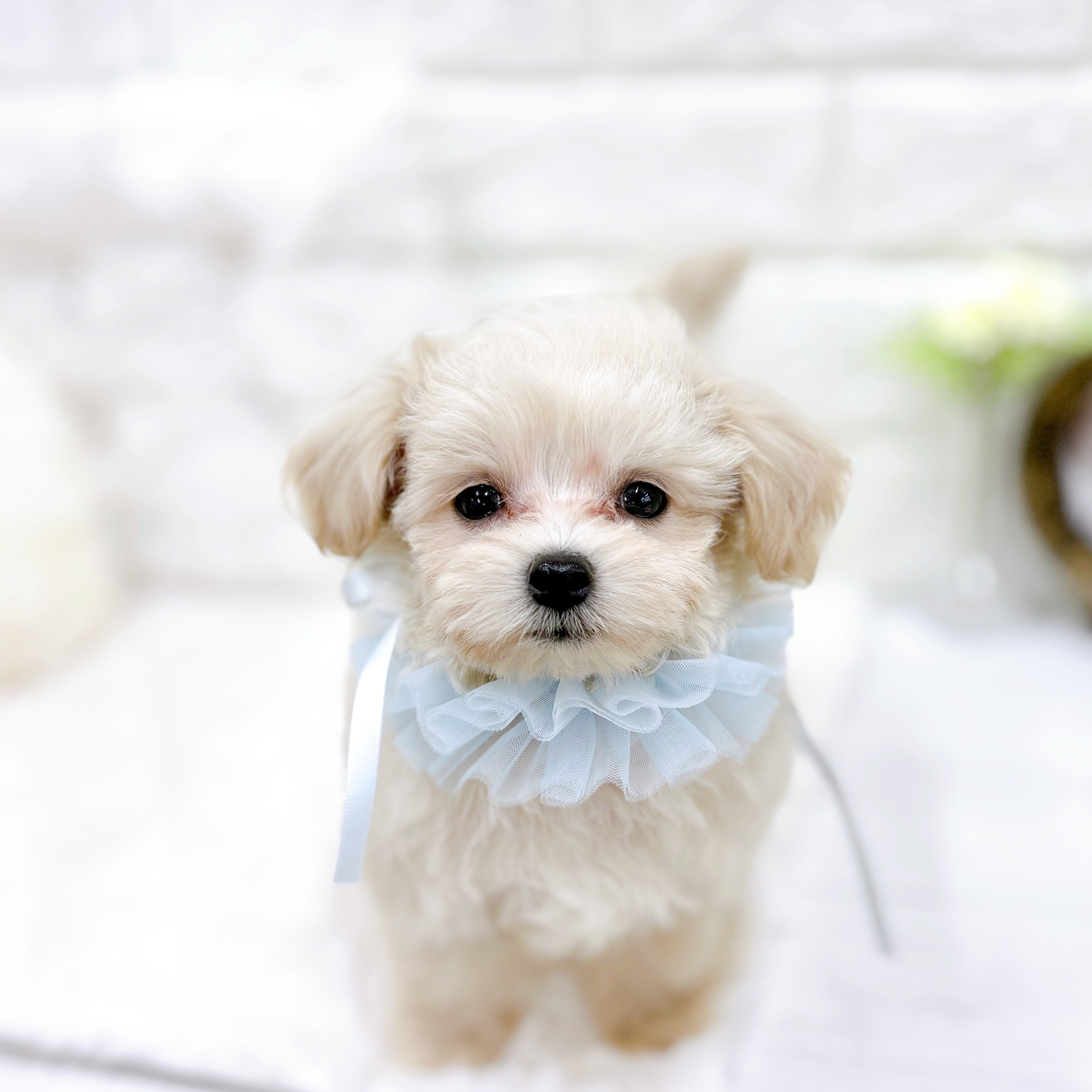 福井県のマルプー(マルチーズ×プードル) (犬の家＆猫の里アミーゴ福井店/2026年2月4日生まれ/男の子/クリーム)の子犬の3枚目の画像