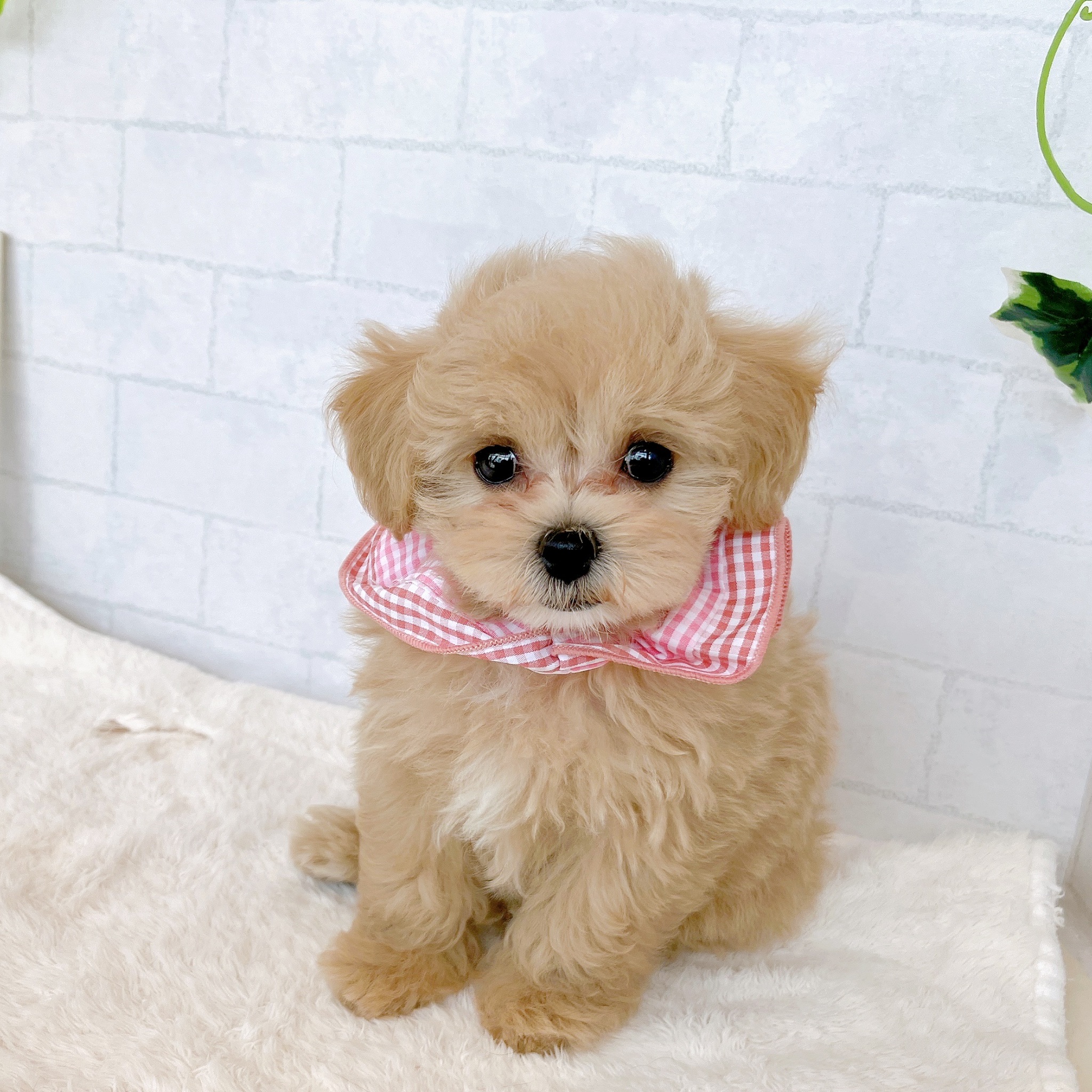 石川県のマルプー(マルチーズ×プードル) (犬の家＆猫の里金沢店/2026年2月4日生まれ/女の子/クリームホワイト)の子犬の3枚目の画像