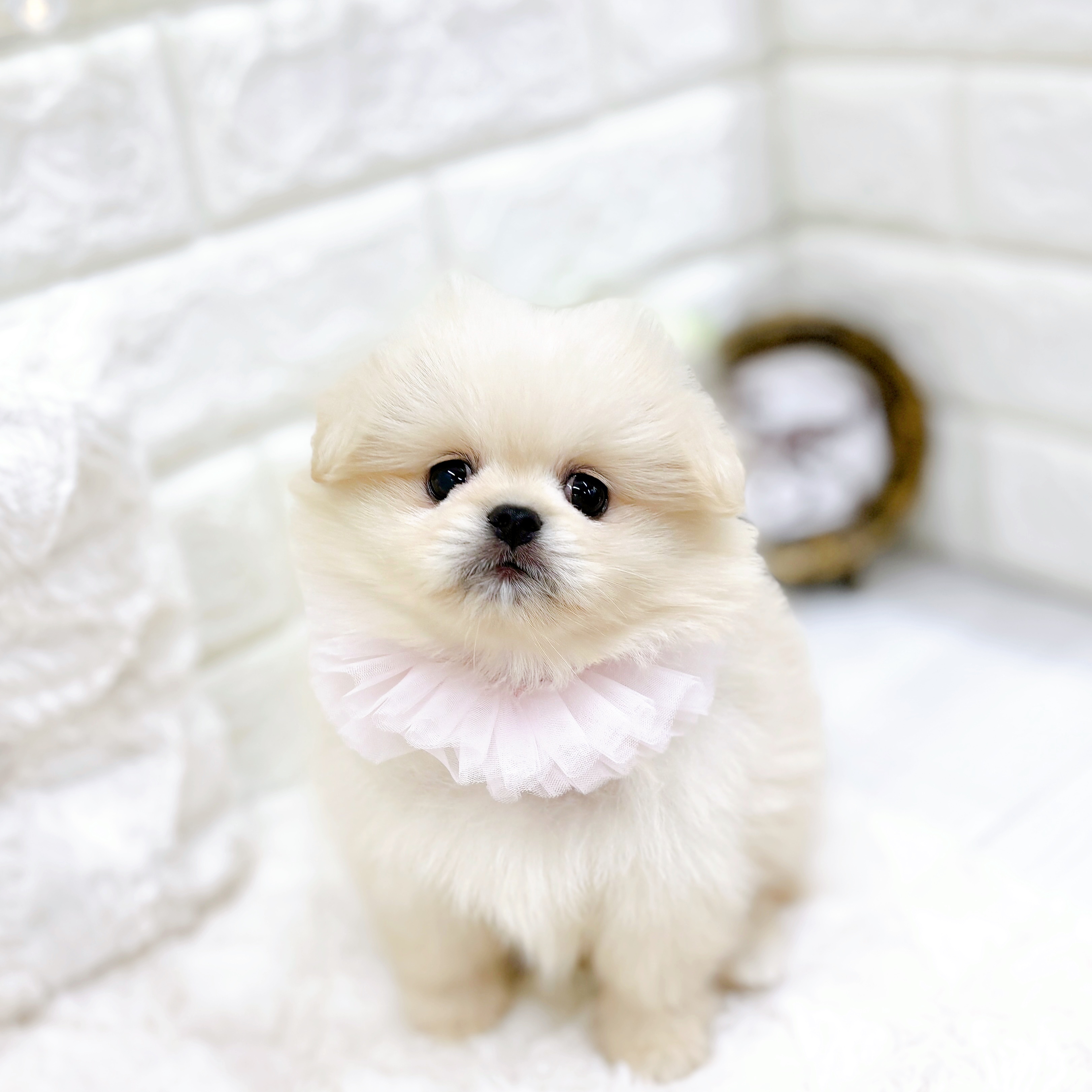 福井県のペキポメ/ポメペキ(ペキニーズ×ポメラニアン) (犬の家＆猫の里アミーゴ福井店/2026年2月3日生まれ/女の子/クリーム)の子犬の3枚目の画像