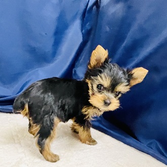 愛知県のヨークシャーテリア (犬の家＆猫の里一宮店/2026年2月2日生まれ/男の子/スチールブルータン)の子犬の3枚目の画像