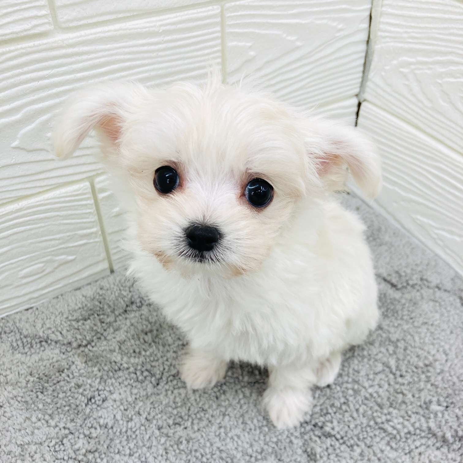 愛知県のチワマル/マルチワ(チワワ×マルチーズ) (犬の家＆猫の里七宝店/2026年2月3日生まれ/女の子/ホワイト)の子犬の1枚目の画像