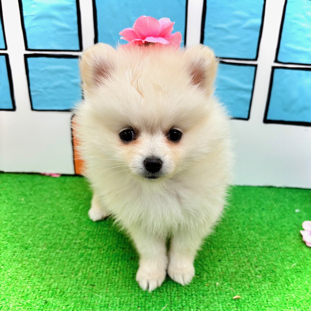愛知県のポメラニアン (犬の家＆猫の里名古屋天白店/2026年2月4日生まれ/女の子/クリーム)の子犬の3枚目の画像
