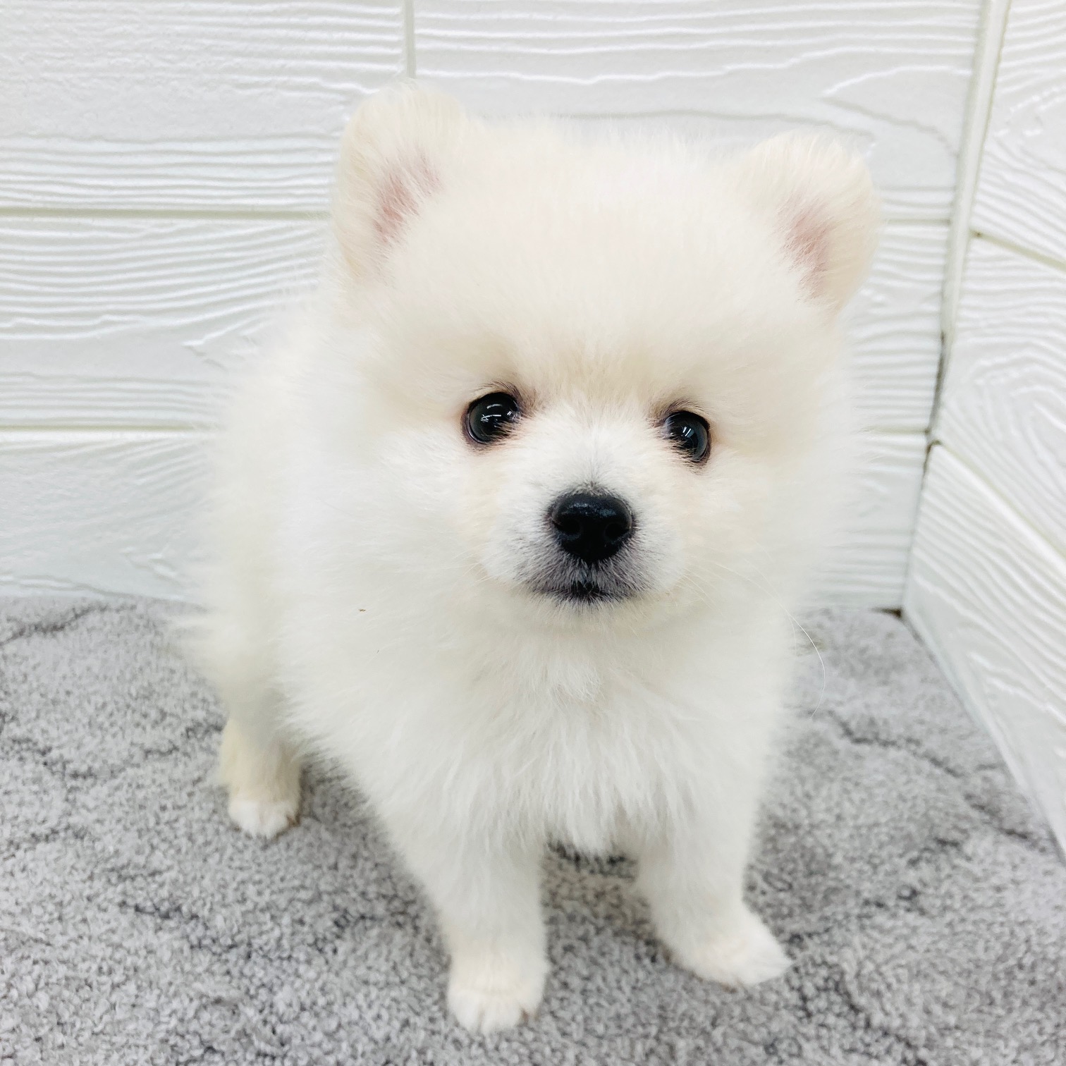 愛知県のポメラニアン (犬の家＆猫の里七宝店/2026年2月4日生まれ/男の子/クリーム)の子犬の1枚目の画像