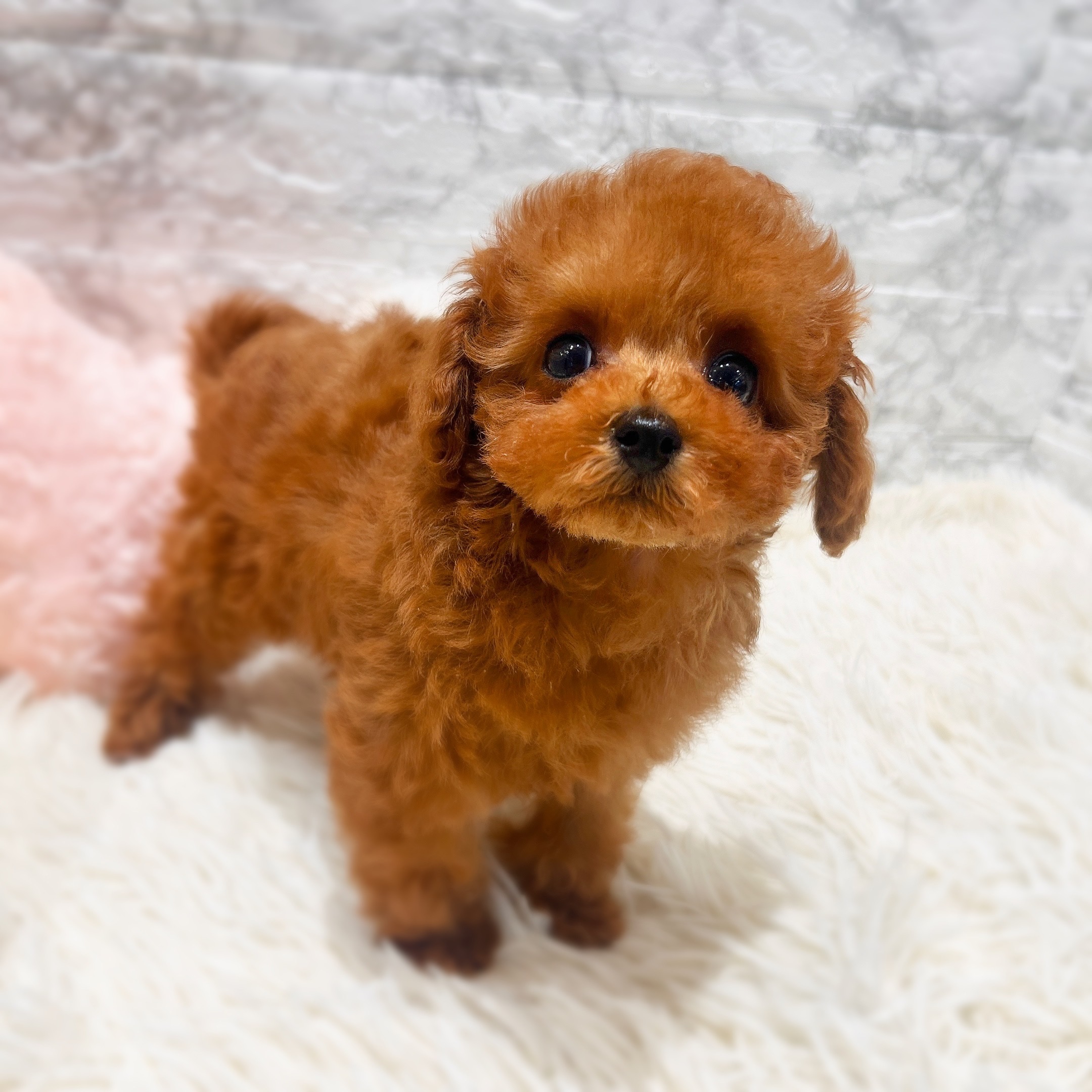 愛知県のトイプードル(タイニー) (犬の家＆猫の里MiO香久山店/2026年1月29日生まれ/女の子/レッドフォーン)の子犬の3枚目の画像