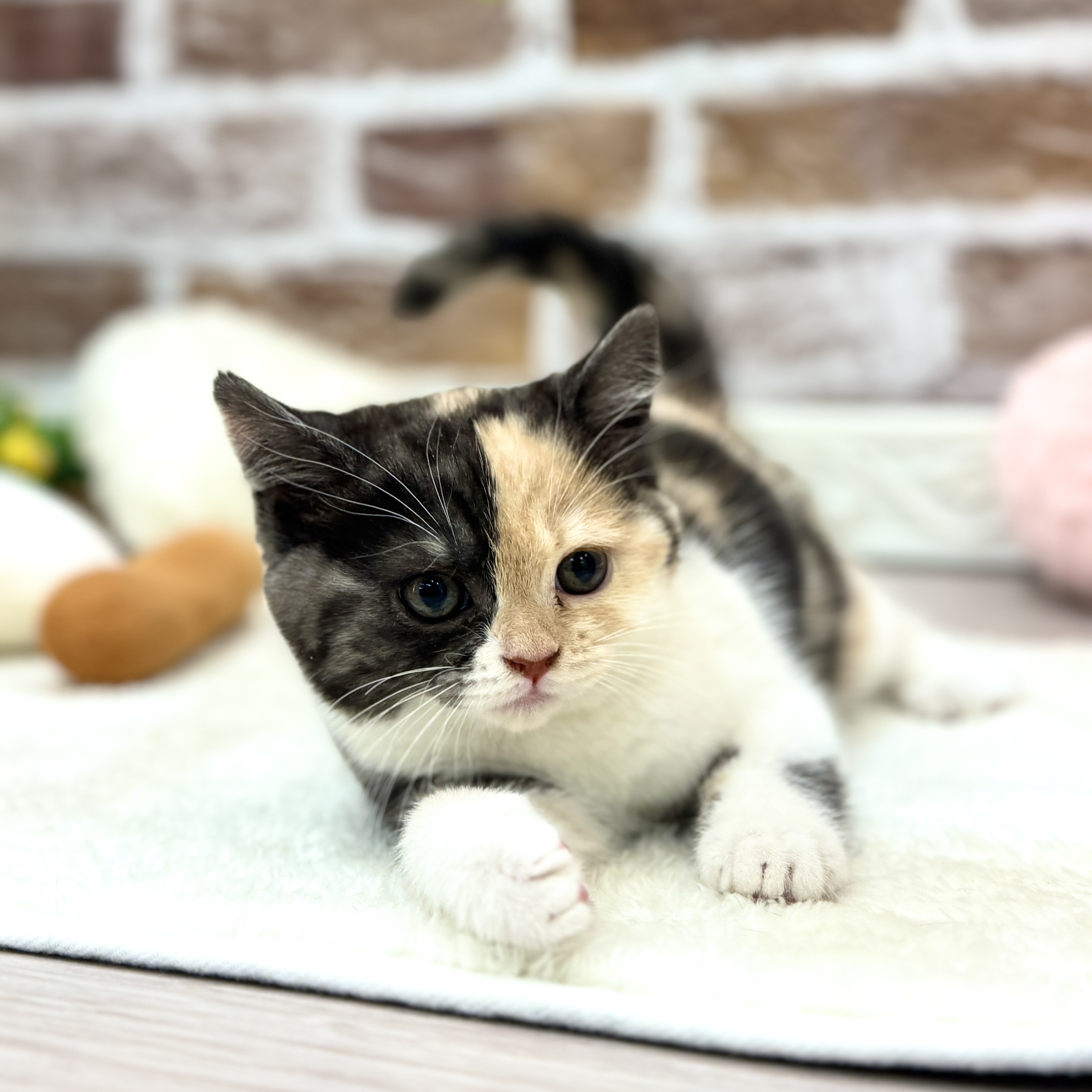 三重県のスコティッシュフォールド (犬の家＆猫の里三重桑名店/2026年2月4日生まれ/女の子/キャリコ)の子猫の3枚目の画像