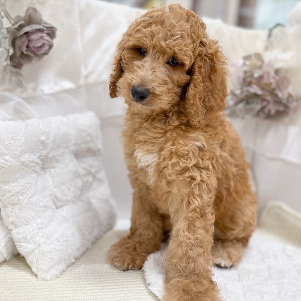 岐阜県のスタンダードプードル (犬の家＆猫の里カラフルタウン岐阜店/2026年2月2日生まれ/女の子/レッド)の子犬の3枚目の画像