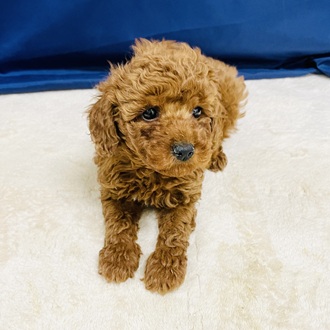 愛知県のトイプードル(トイ) (犬の家＆猫の里一宮店/2026年1月28日生まれ/男の子/レッド)の子犬の3枚目の画像