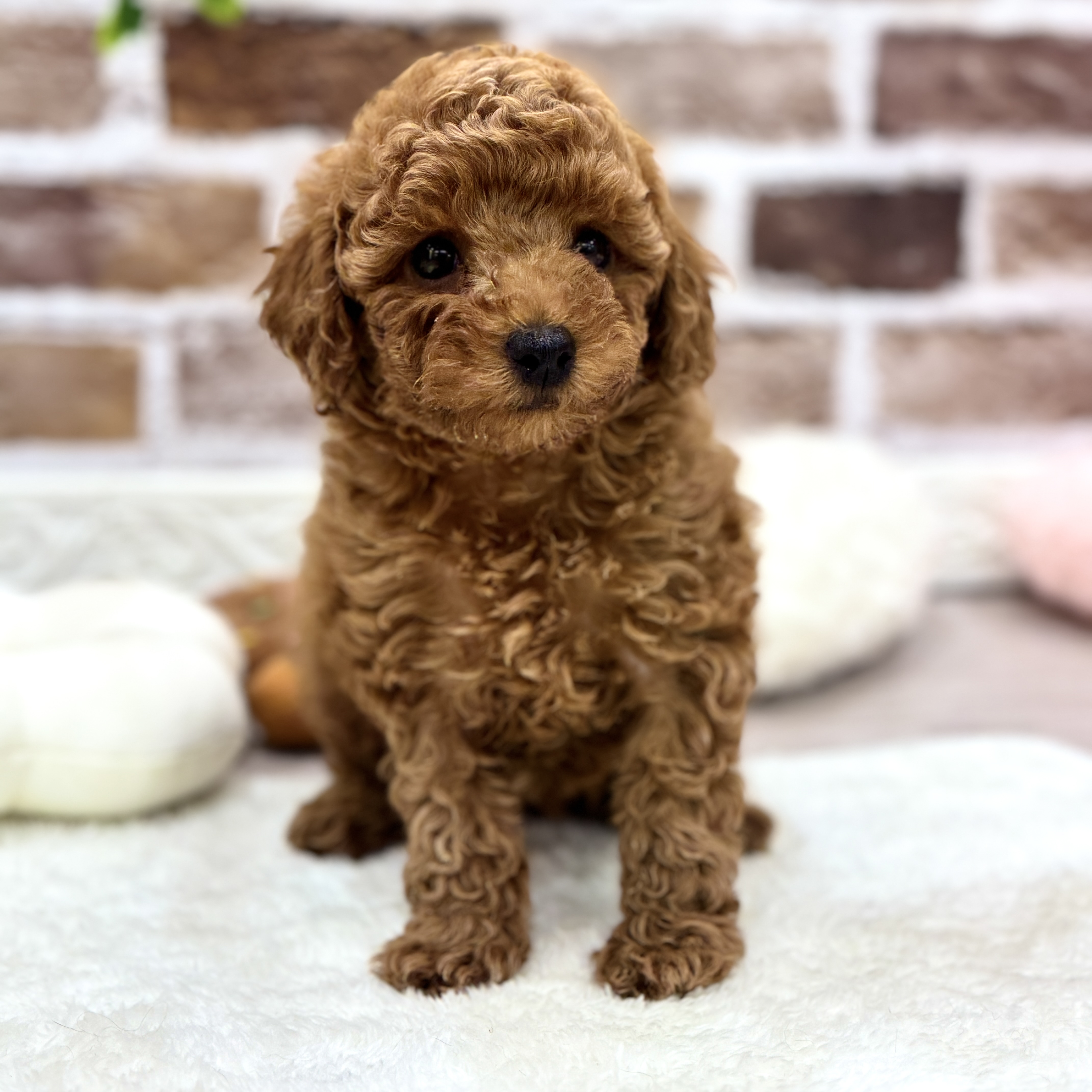 三重県のトイプードル(トイ) (犬の家＆猫の里三重桑名店/2026年2月1日生まれ/女の子/レッドフォーン)の子犬の3枚目の画像