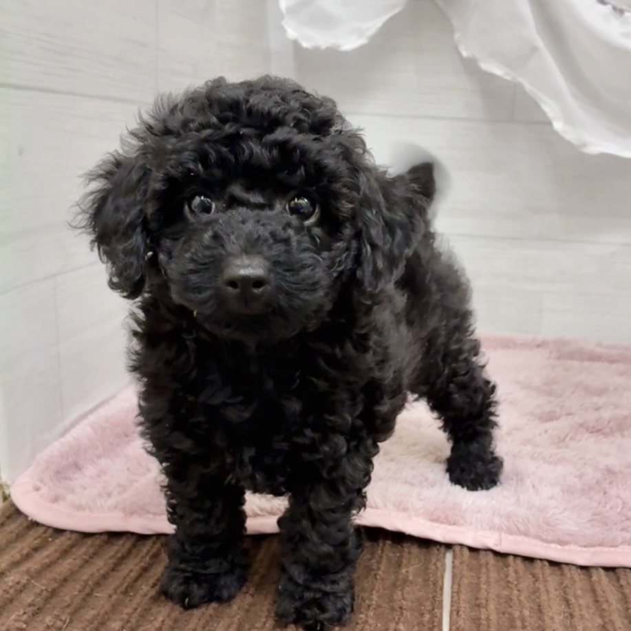 愛知県のトイプードル(トイ) (犬の家＆猫の里碧南店/2026年2月1日生まれ/女の子/ブラック)の子犬の3枚目の画像