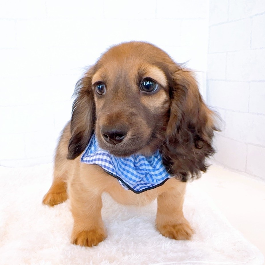 石川県のミニチュアダックスフンド(ロング) (犬の家＆猫の里金沢店/2026年2月3日生まれ/男の子/レッド)の子犬の3枚目の画像