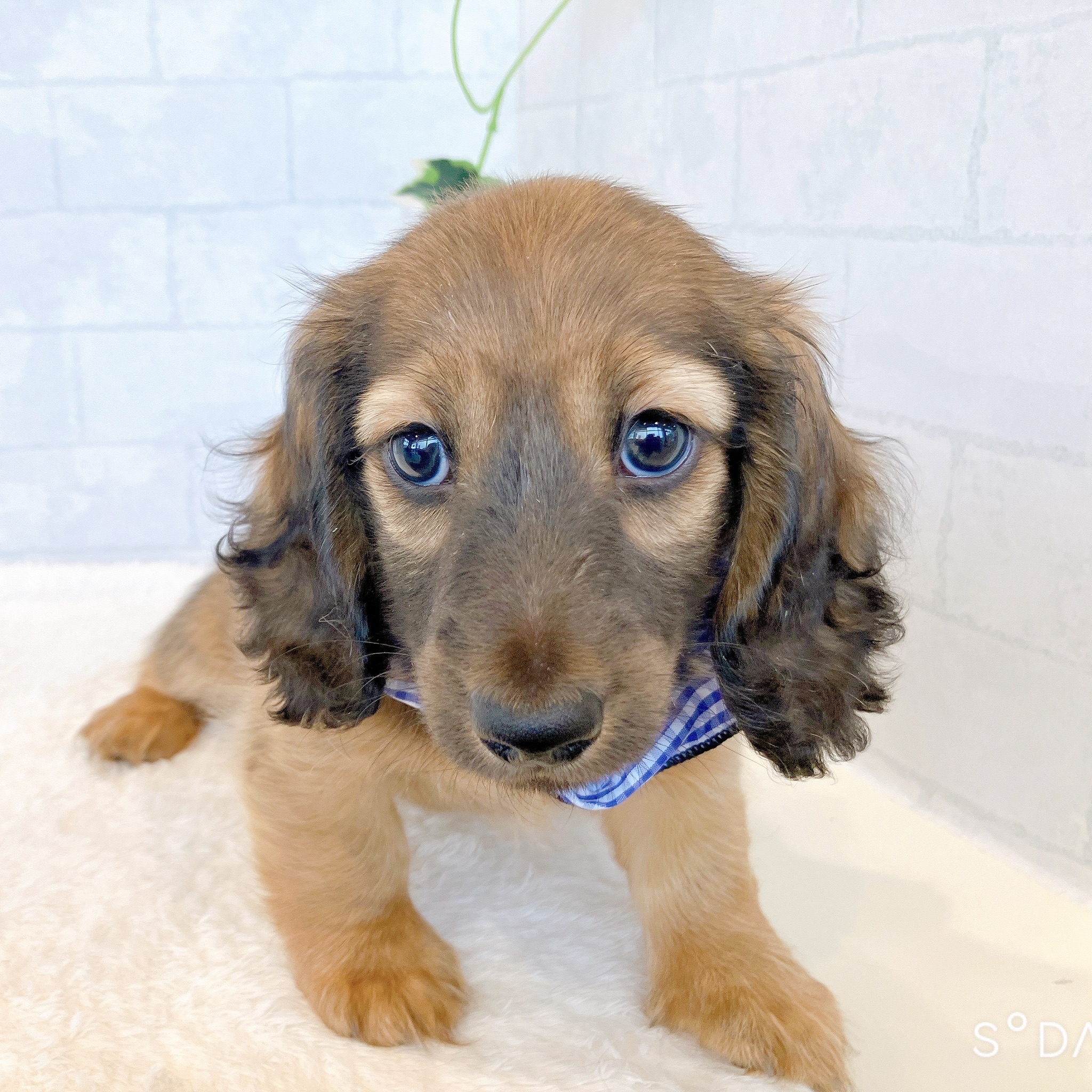 石川県のミニチュアダックスフンド(ロング) (犬の家＆猫の里金沢店/2026年2月3日生まれ/男の子/レッド)の子犬の3枚目の画像
