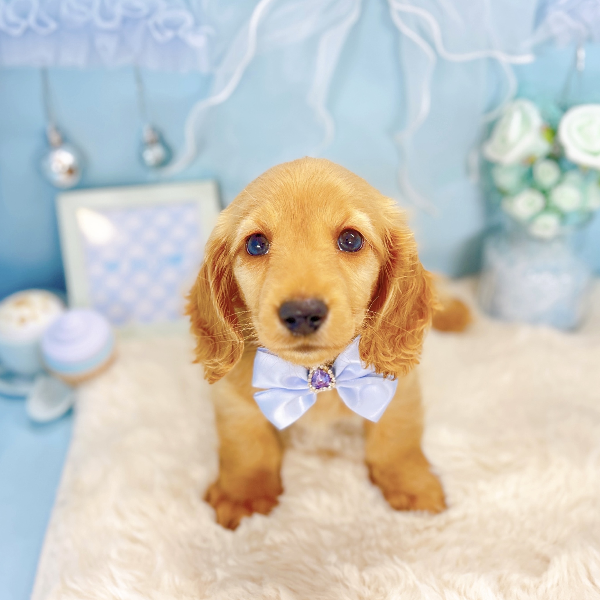 福井県のミニチュアダックスフンド(ロング) (犬の家＆猫の里アミーゴ福井大和田店/2026年2月3日生まれ/男の子/ゴールド)の子犬の3枚目の画像