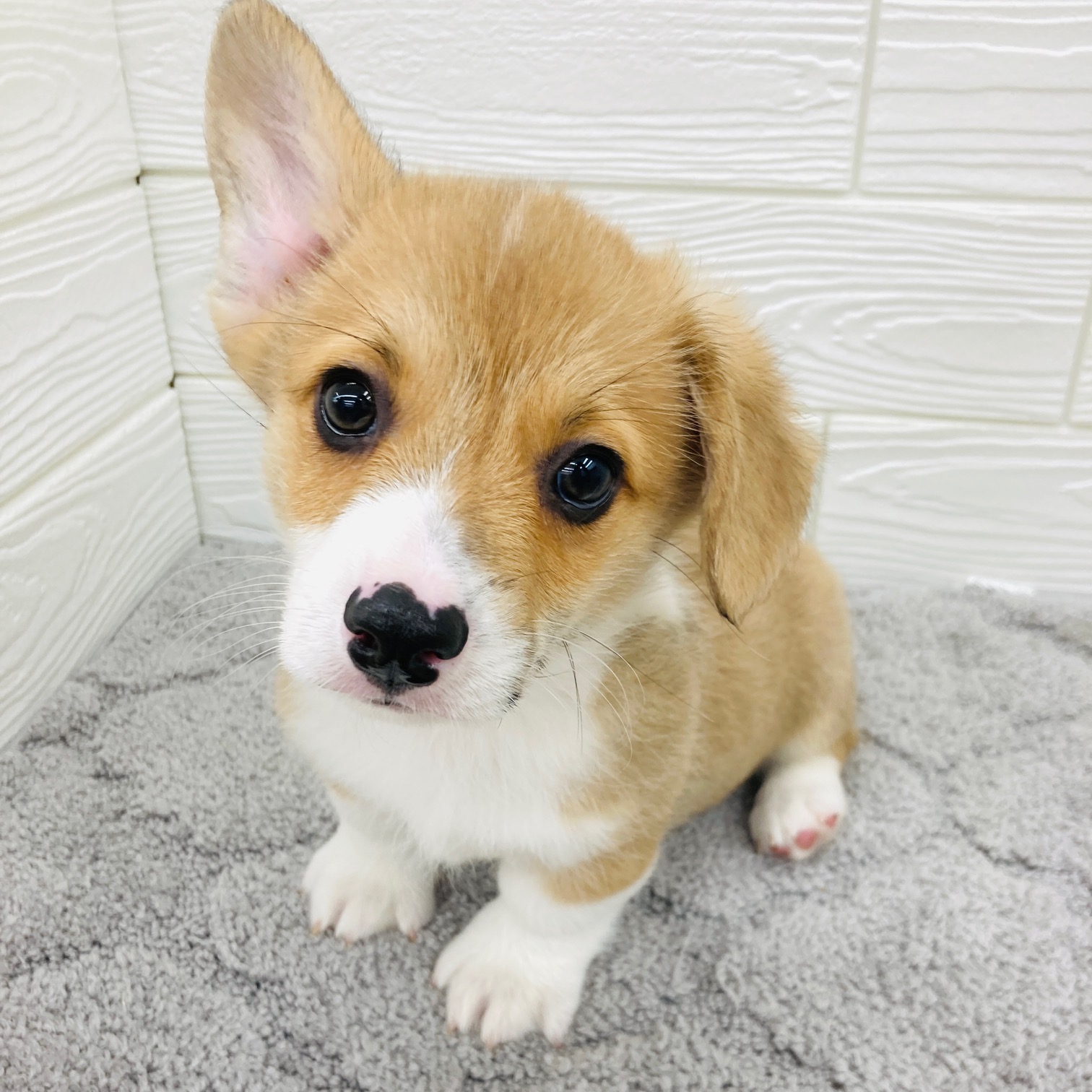 愛知県のウェルシュコーギーペンブローク (犬の家＆猫の里七宝店/2026年2月4日生まれ/男の子/レッドホワイト)の子犬の1枚目の画像