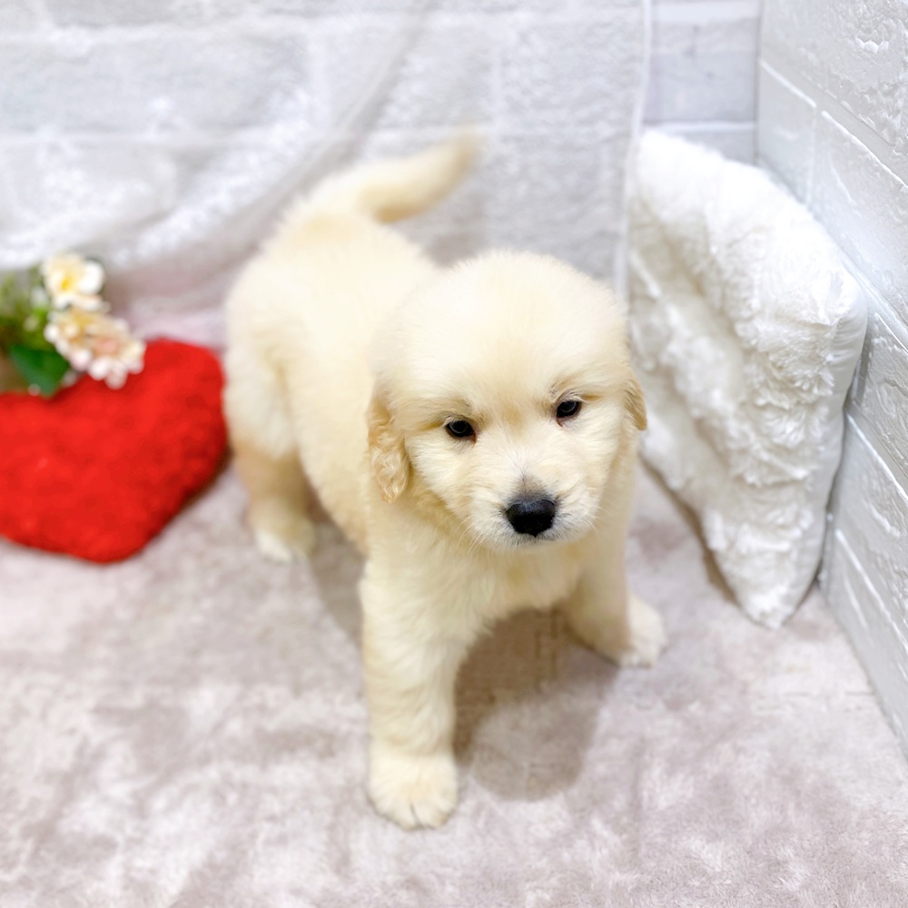滋賀県のゴールデンレトリバー (犬の家＆猫の里長浜店/2026年3月19日生まれ/男の子/ゴールデン)の子犬の3枚目の画像