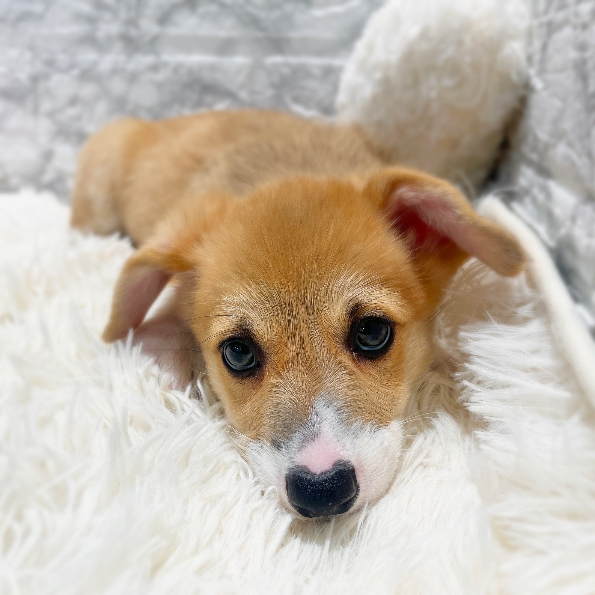 愛知県のウェルシュコーギーペンブローク (犬の家＆猫の里MiO香久山店/2026年2月4日生まれ/女の子/レッドホワイト)の子犬の3枚目の画像