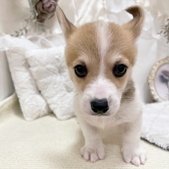 岐阜県のウェルシュコーギーペンブローク (犬の家＆猫の里カラフルタウン岐阜店/2026年1月26日生まれ/男の子/レッドホワイト)の子犬の3枚目の画像
