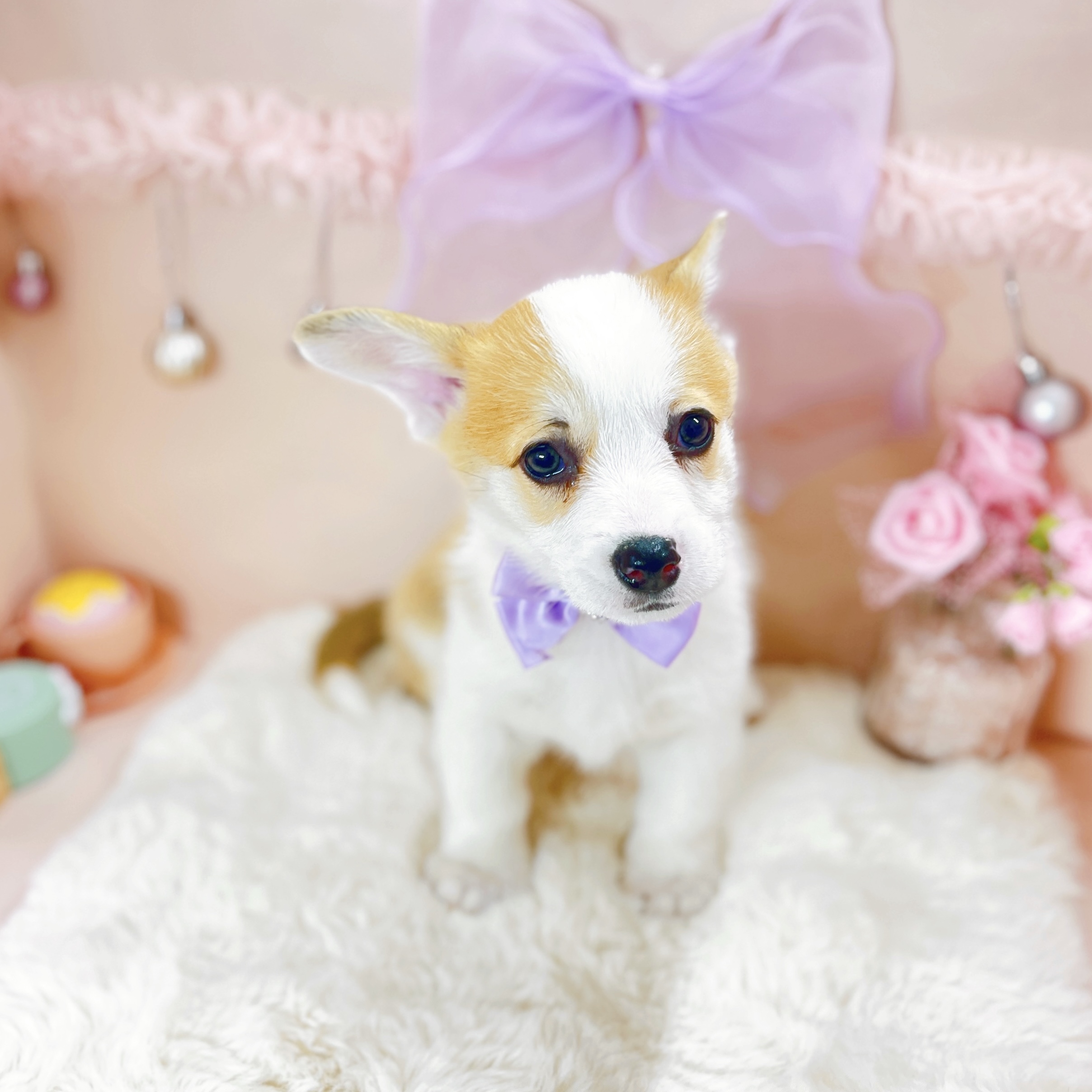 福井県のウェルシュコーギーペンブローク (犬の家＆猫の里アミーゴ福井大和田店/2026年1月26日生まれ/女の子/レッドホワイト)の子犬の3枚目の画像