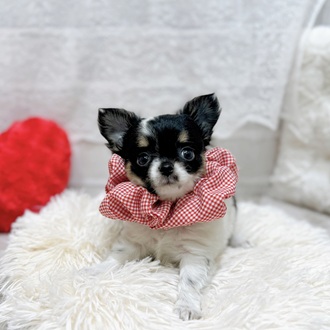 滋賀県のチワワ(ロング) (犬の家＆猫の里長浜店/2026年2月3日生まれ/女の子/ブラックタンホワイト)の子犬の3枚目の画像