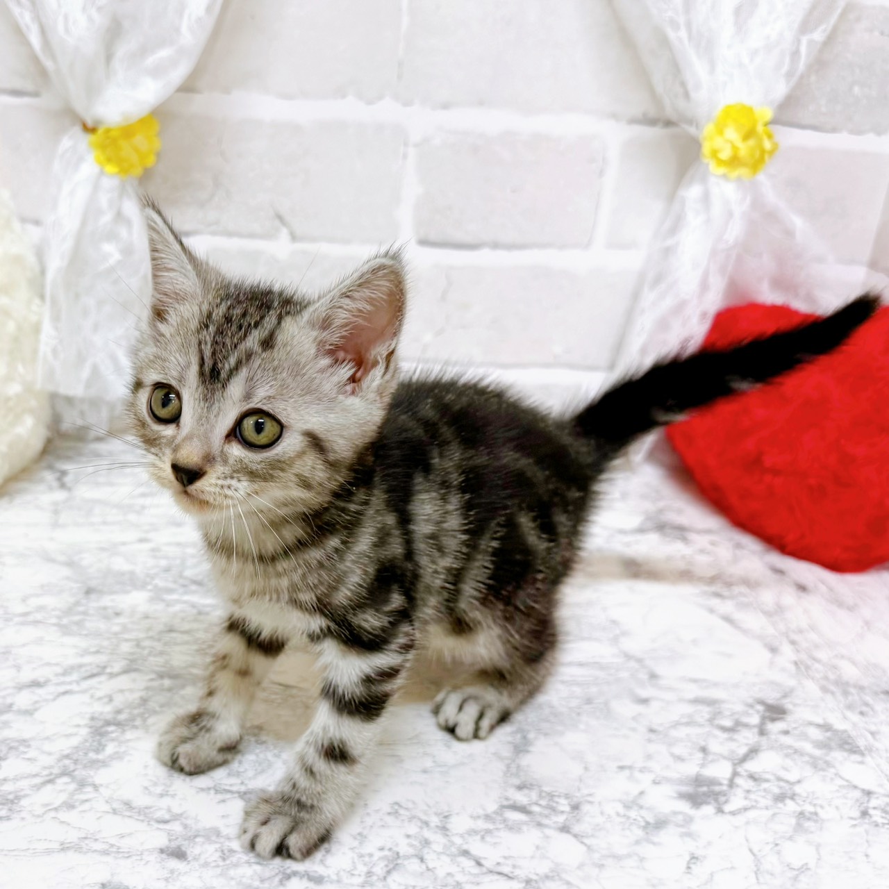 京都府のアメリカンショートヘアー (犬の家＆猫の里京都精華店/2026年2月4日生まれ/男の子/シルバータビー)の子猫の3枚目の画像