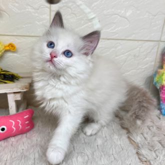兵庫県のラグドール (犬の家＆猫の里ゆめタウン姫路店/2026年2月2日生まれ/女の子/ブルーポイントバイカラー)の子猫の3枚目の画像