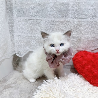 滋賀県のラグドール (犬の家＆猫の里長浜店/2026年2月2日生まれ/女の子/シールポイントバイカラー)の子猫の3枚目の画像