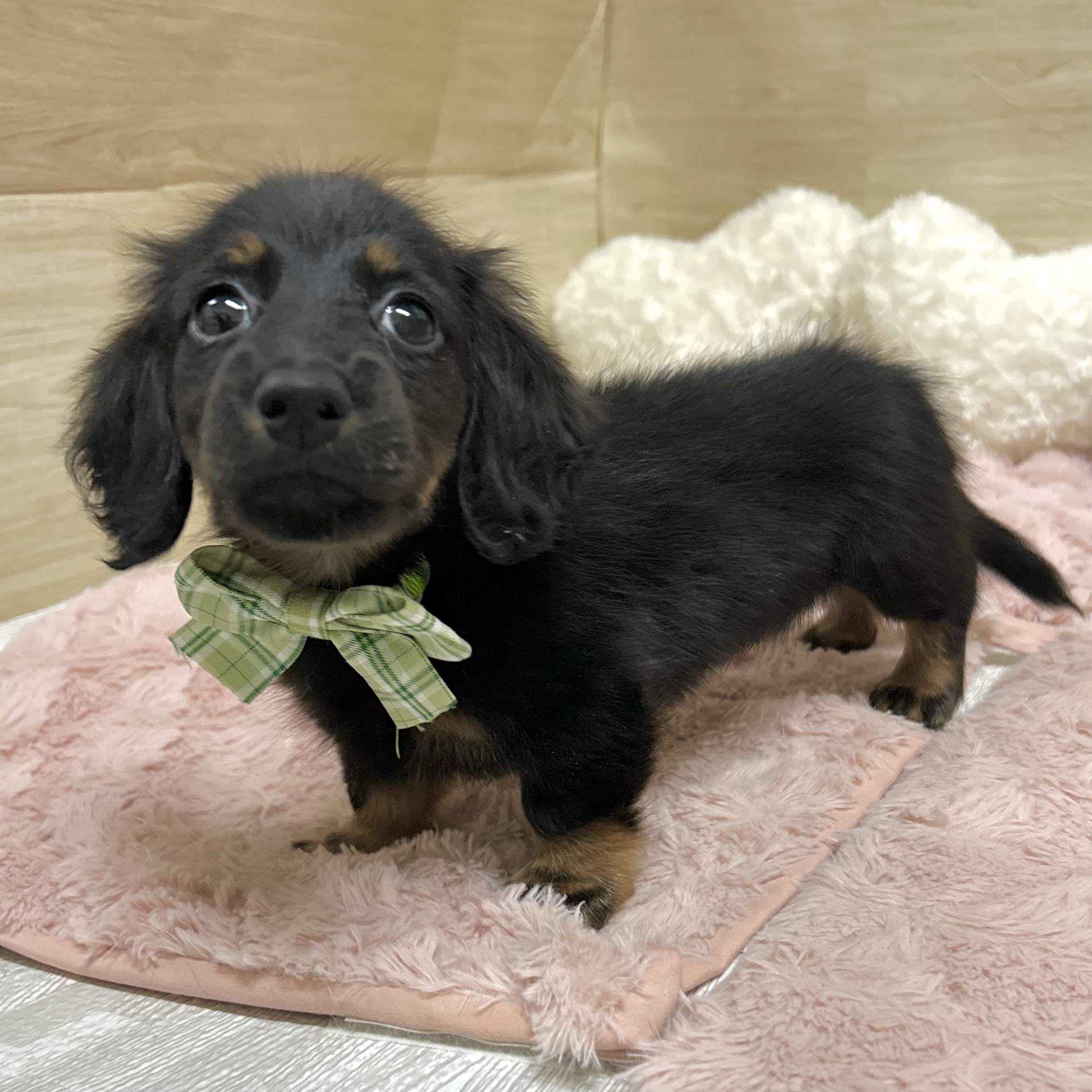 大阪府のカニンヘンダックスフンド(ロング) (犬の家＆猫の里そよら東岸和田店/2026年2月5日生まれ/女の子/ブラックタン)の子犬の3枚目の画像