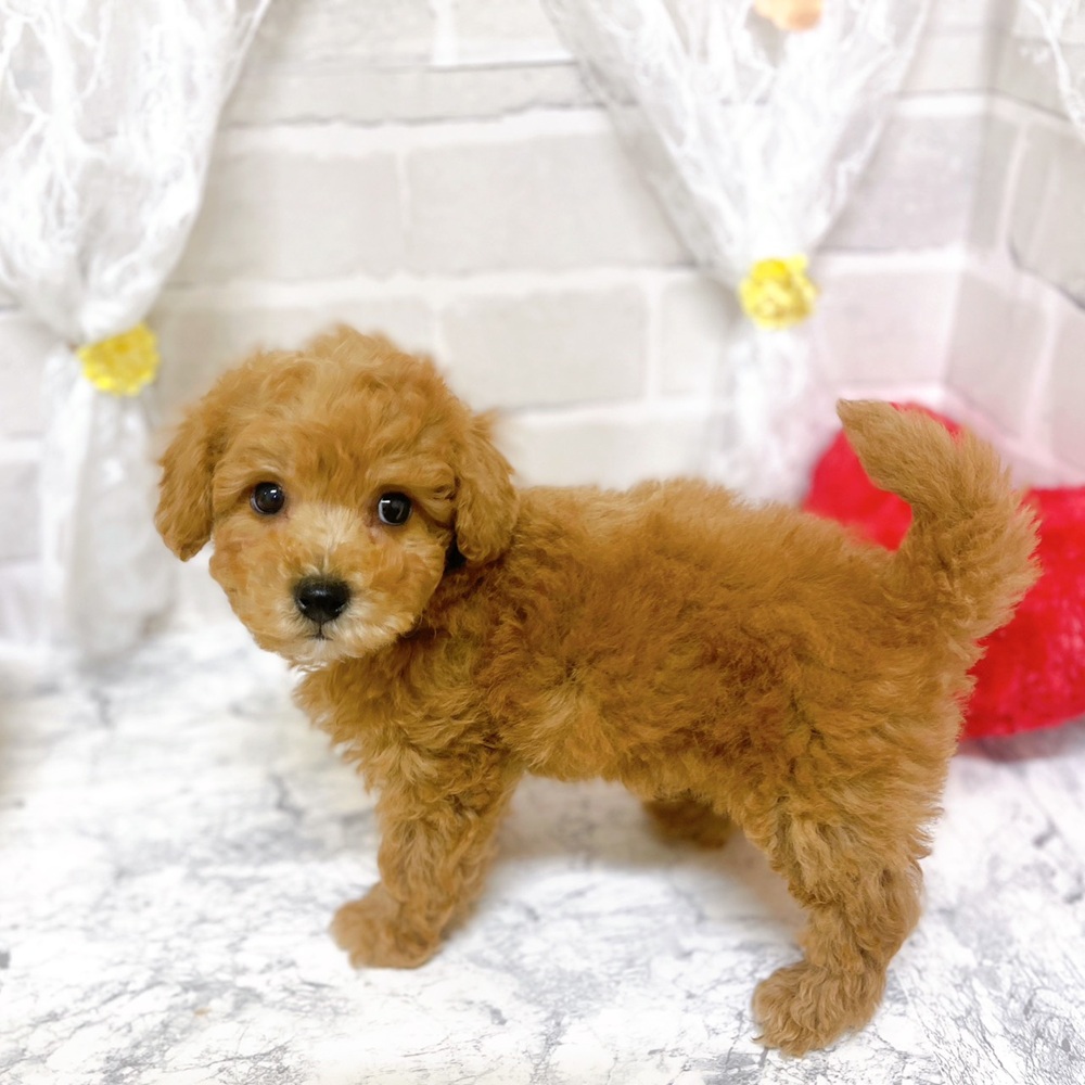 京都府のビションプー(ビションフリーゼ×プードル) (犬の家＆猫の里京都精華店/2026年2月3日生まれ/男の子/アプリコット)の子犬の3枚目の画像