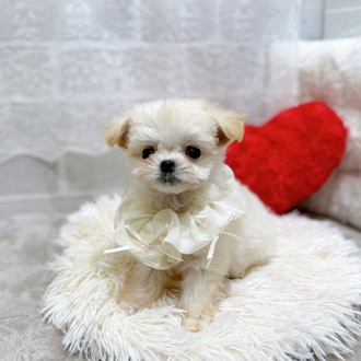 滋賀県のチワマル/マルチワ(チワワ×マルチーズ) (犬の家＆猫の里長浜店/2026年2月4日生まれ/女の子/ホワイト)の子犬の3枚目の画像