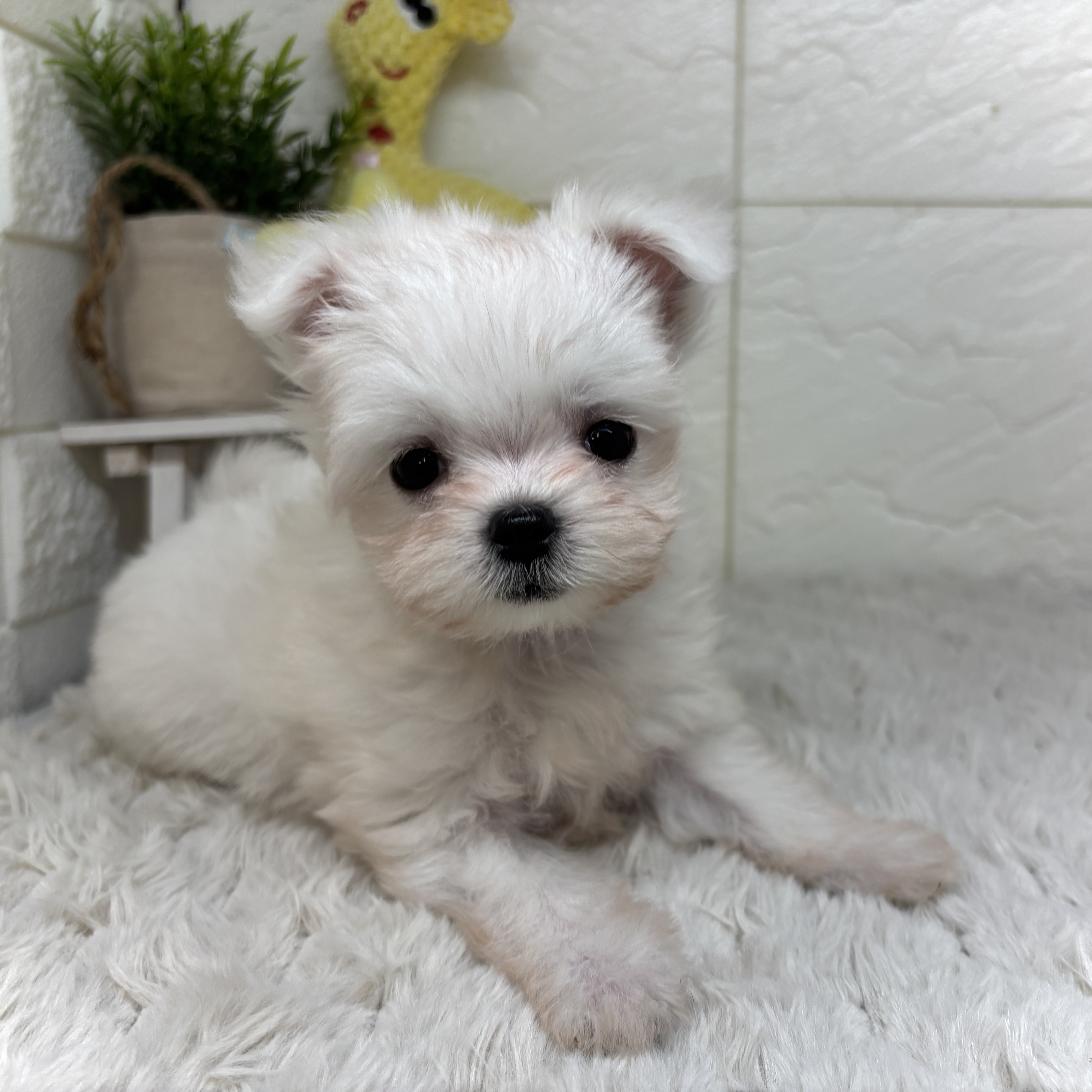 兵庫県のチワマル/マルチワ(チワワ×マルチーズ) (犬の家＆猫の里ゆめタウン姫路店/2026年2月4日生まれ/女の子/ホワイト)の子犬の3枚目の画像