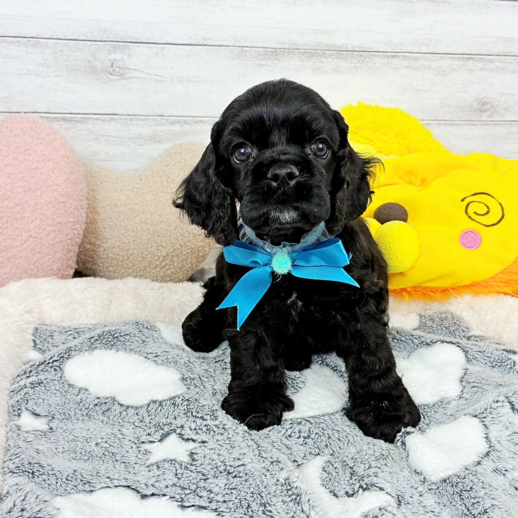 兵庫県のアメリカンコッカースパニエル (犬の家＆猫の里川西店/2026年2月5日生まれ/男の子/ブラック)の子犬の3枚目の画像